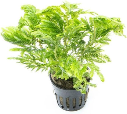 SubstrateSource Live Terrarium Plants - Spikey Moss for Terrariums, Paludariums - Easy, Beginner Friendly (Selaginella Wallichi)