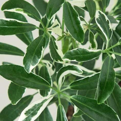 Schefflera Moonlight Live Plant for Indoor | Different Houseplants in 3'' Pot | Real House Plant for Living Room, Office, Desk & Bathroom | Dwarf Umbrella Tree