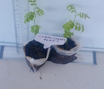 Curry Leaf Plant. Live Plant. Fragrant, Beautiful, Edible. Easy Grow. Indian Cooking Must Have. Murraya Koenigii. (2 Sacs)