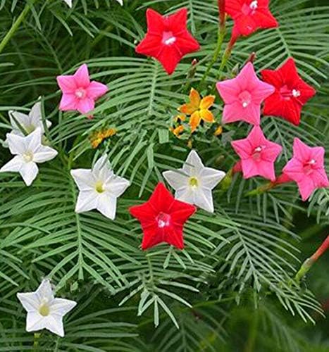 Seeds Flowers Cypress Vine Mix (Quamoclit) - 30 Seeds