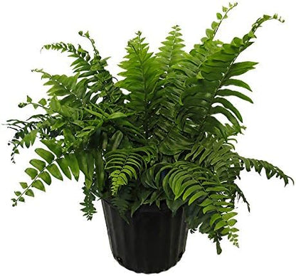 American Plant Exchange Macho Fern 'Giant Sword' – 10-Inch Pot – Live Air Purifying Tropical Fern, Easy Care Foliage Plant for Home, Office, Garden, or Landscape Decor