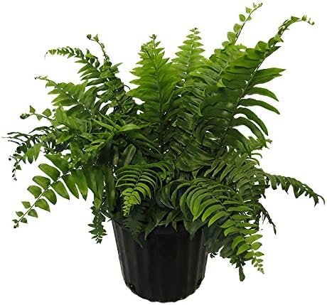 American Plant Exchange Macho Fern 'Giant Sword' – 10-Inch Pot – Live Air Purifying Tropical Fern