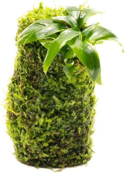 SubstrateSource Live Planted Decor - Anubias Minima on Christmas Moss Tower - Deep and Bright Green Freshwater Aquatic Plant, Low Light, Foreground to Midground Tank Placement for Aquascaping - 1 Pack
