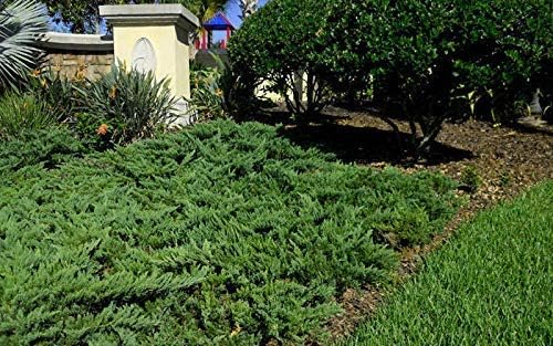 Juniper Parsoni - 10 Live Plants - Juniperus Squamata Expansa Parsons - Drought Tolerant Cold Hardy Evergreen Ground Cover