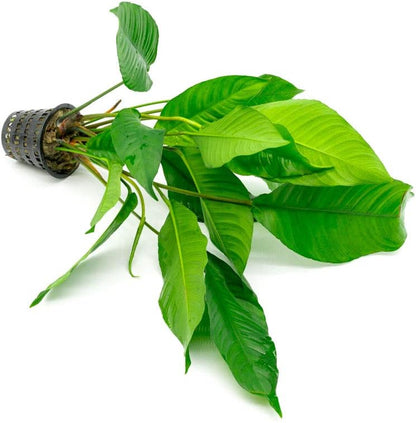 SubstrateSource Anubias Live Aquarium Plants - Potted Freshwater Plant for Fish Tanks, Terrariums - Beginner Friendly Low Light (Heterophylla, Mother Plant)