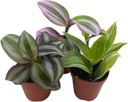 Wandering Dude Assortment, Tradescantia Variety, 2 inch, Set of 3 Tiny Mini Pixie Plant