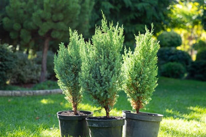 GARDENERA Premium Juniper Potting Soil Mix - Perfect Balance of Nutrients, Drainage, and Aeration for Healthy Juniper Trees - 1 Quart