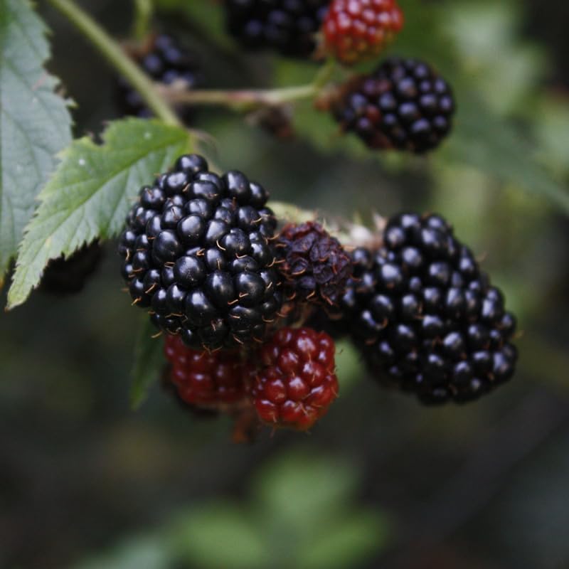 BlackBerry Plant Kiowa (4 Pack) | Live Fruit Plant for Planting | Extra-Large, Juicy & Sweet Berries | Thorny & High-Yielding Variety | Perfect for Fresh Eating, Jams & Organic Gardening