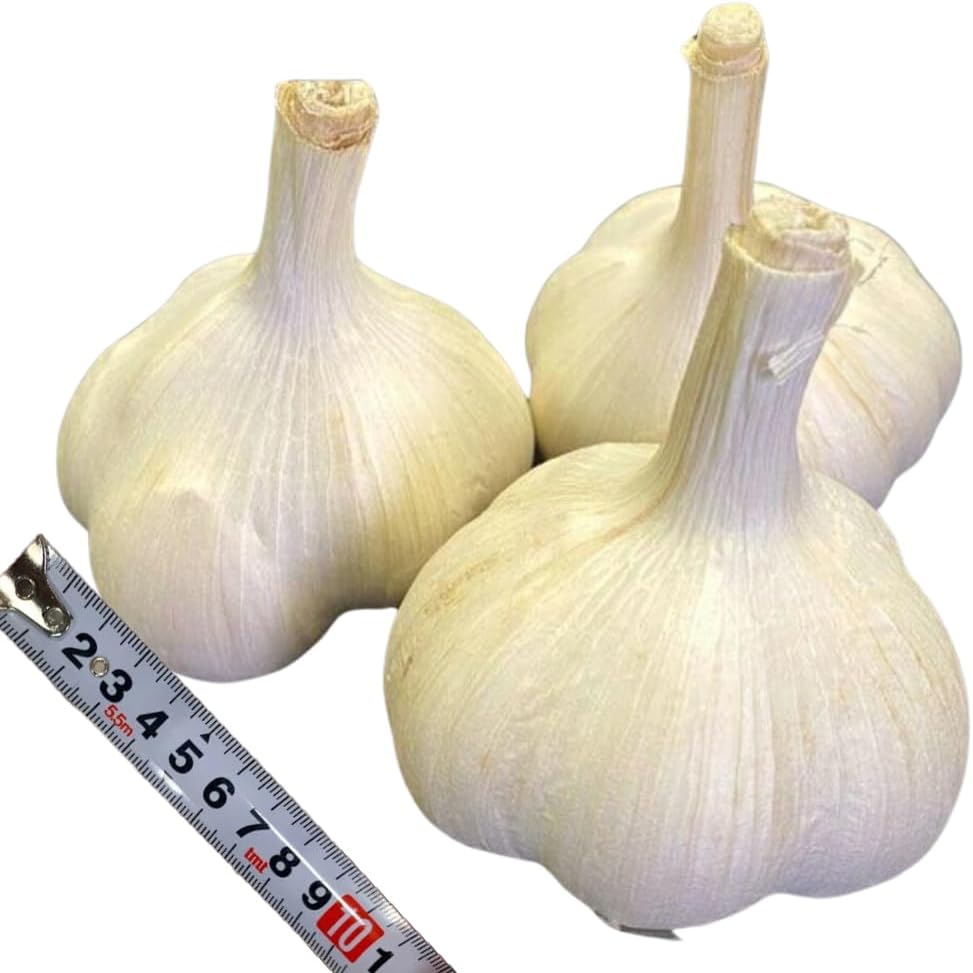 1 Pound Hard Neck Garlic for Planting in Fall, Music Garlic Bulb for Planting, Fresh and High Yield, Cold Hardy, Planting Softneck Hardneck
