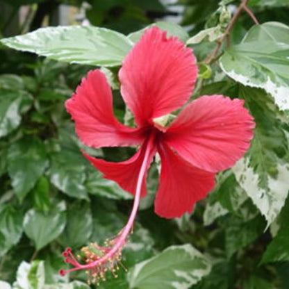 Snow Hibiscus Plant Live, Hardy Hibiscus Flowers Colorful Blooms for Outdoor Landscapes, 8-10 Inch Height, Hibiscus Shrubs, No Pot, Well-Rooted