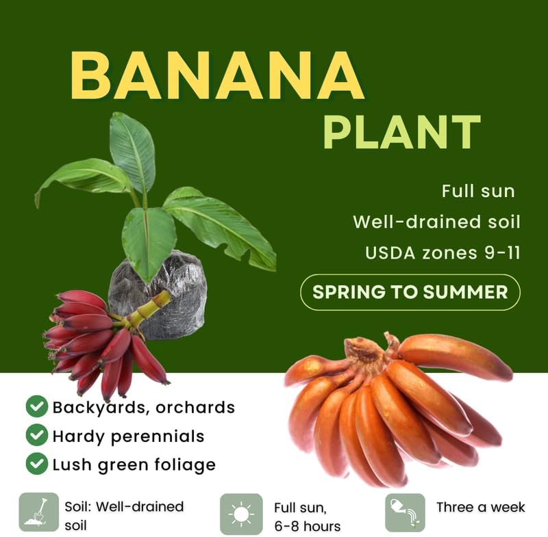 Red Banana Plant Live, 4-6" Tall Well-Rooted for Indoor Tropical Displays, Cold Hardy Banana Fruit Tree