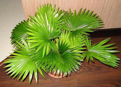 4+ Seeds Chinese Fan Palm Livistona chinensis Rare - Tree Green
