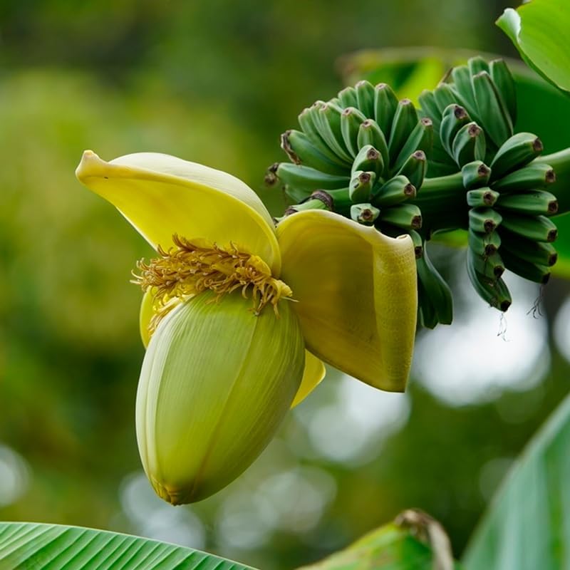 Banana Basjoo Plants (4 Pack) – Live Cold Hardy Banana Plants for Planting, Fast-Growing Ornamental Musa for Garden or Pots, Tropical Foliage, Thrives in Zones 5–11