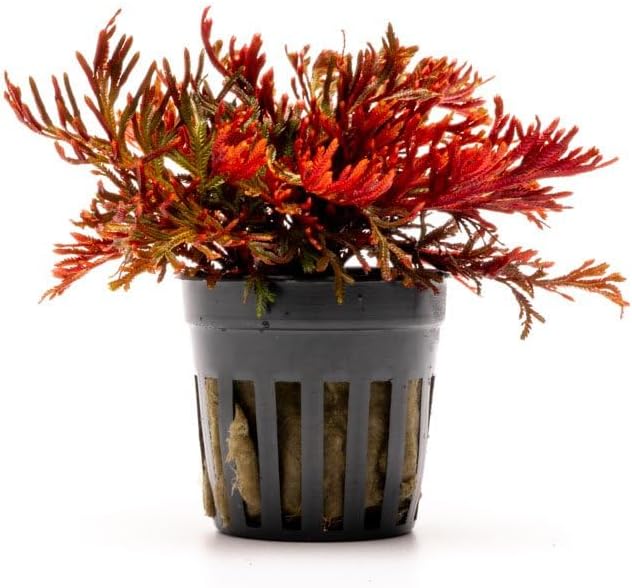 SubstrateSource Live Terrarium Plants - Spikey Moss for Terrariums, Paludariums - Easy, Beginner Friendly (Selaginella Erythropus Ruby Red Club Moss, (1 Pot))