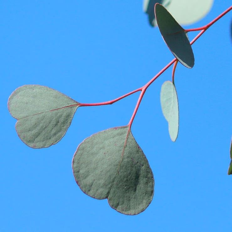 Park Seed Grow Your Own Eucalyptus Seeds Plant, Perfect for Indoor Growing and Spring Garden, Silver Dollar, Pack of 50