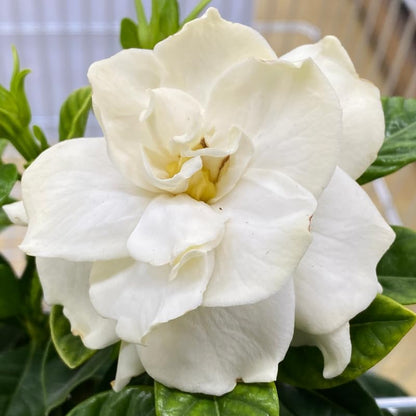 Gardenia Live Plant, White Flower Jasmine Gardenia Plant in 4 Inch Pot, White Gardenia Flower Live Plant, Fragrant Gardenia Plants Live Potted, Live Gardenia Jasmine Flower Starter Plant