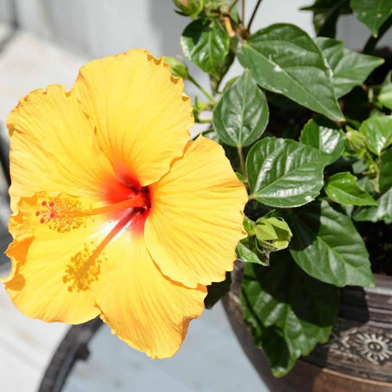 Tropical Yellow Hibiscus Plant Live, Hardy Hibiscus Flowers Colorful Blooms for Outdoor Landscapes, 8-10 Inch Height, Hibiscus Shrubs, No Pot, Well-Rooted