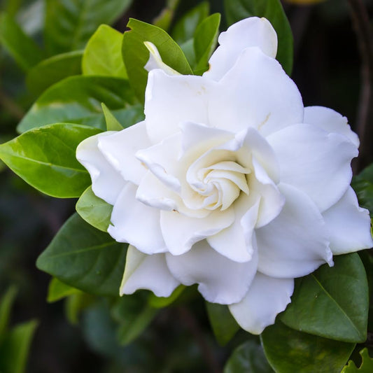 Jasmine Plant, Fragrant Jasmine Flower Vine 4-8 Inches Well Rooted for Container, Hanging Basket