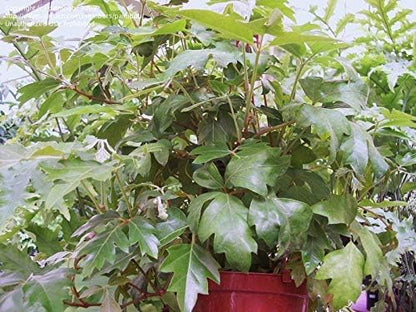 Grape Ivy - 5 Live Plants in 4 Inch Pots -Cissus Rhombifolia - Beautiful Easy Care Indoor Houseplant Vine