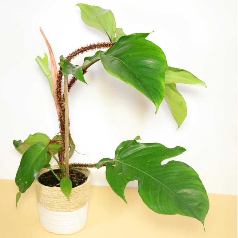 2 Green Leaves Philodendron Live Plant 5-9" Tall, Rare Tropical Indoor Houseplant Home Garden