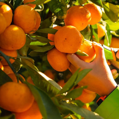 Live Satsuma Tree Plant, Satsuma Mandarin Trees Plant Live in Pot, 2 to 3 Feet Tall Live Mandarin Tree Plant, Mandarin Orange Trees Live for Outdoor Garden, No Ship to CA