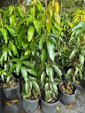 No CA, Maha Chanok Mango Plant Tree Live, Mango Trees Plant Grafted, 2 to 3 Ft in Height in 3 Gallon Pot, Grafted Mango Trees Live Plants for Planting
