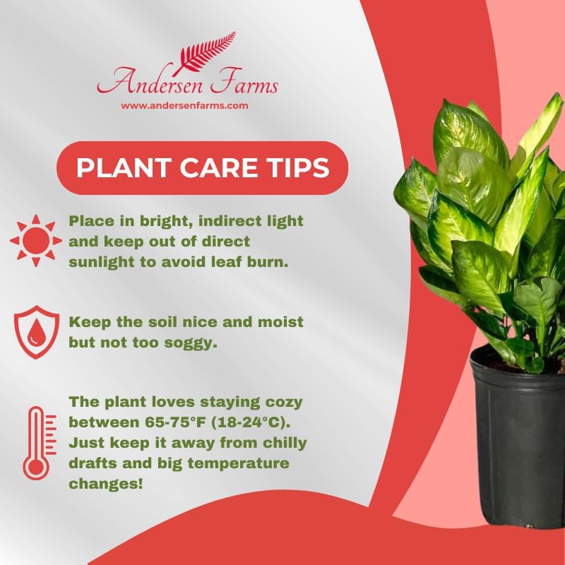 Dieffenbachia Marianne Live Plant Indoor/Outdoor in 10 in Grower Pot, Green, White
