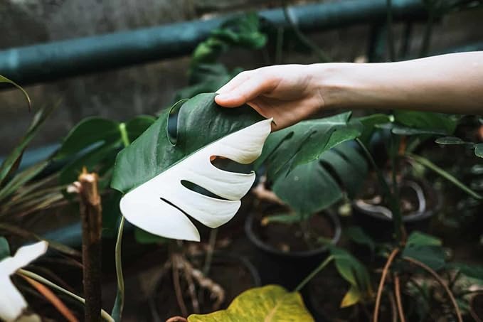 Monstera Borsigiana Planting Mix - Promotes Steady Growth and Healthy Leaves - 10 Quart (2 Bags of 5 Quart)
