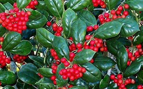 Burfordi Holly | 10 Live Plants | Ilex Cornuta | Fast Growing Evergreen Shrubs, Privacy Hedge Plants, Dark Green Foliage, Low Maintenance Landscaping, Ideal for Hedges and Borders
