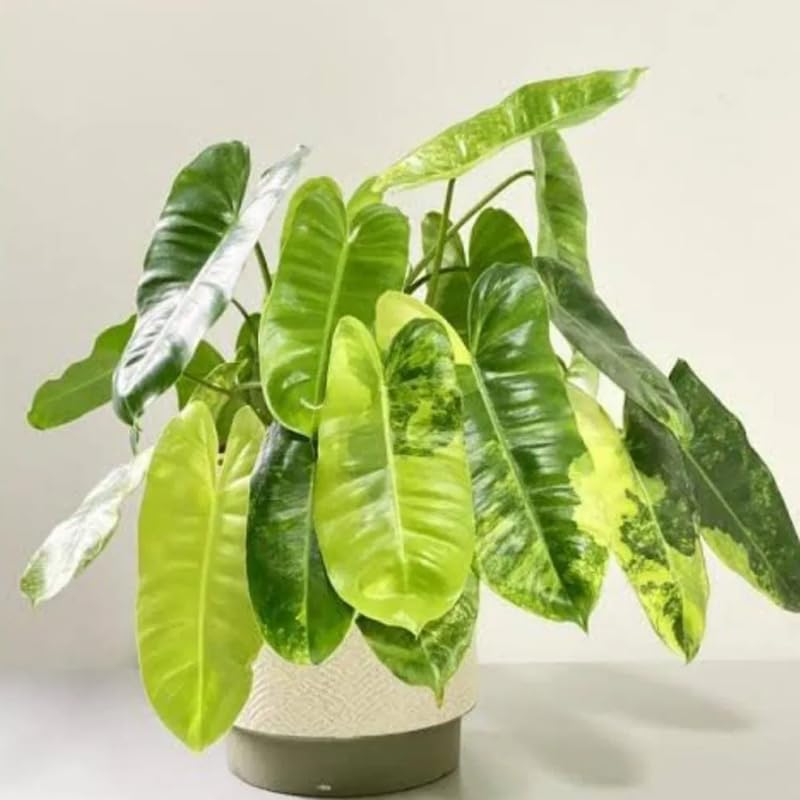 2 Variegated Philodendron Live Plant 5-9" Tall, Rare Tropical Indoor Houseplant Home Garden