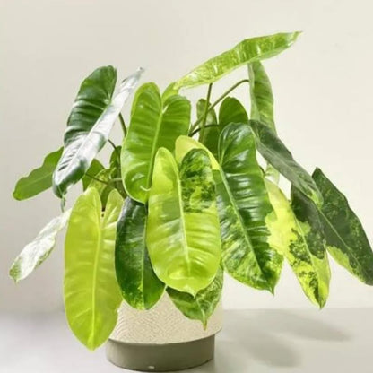 2 Variegated Philodendron Live Plant 5-9" Tall, Rare Tropical Indoor Houseplant Home Garden