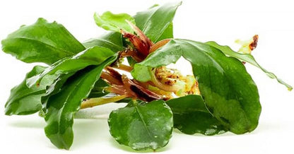 SubstrateSource Bucephalandra Red Cherry Live Aquarium Plant - Natural Freshwater Fish Tank Decorations, Aquatic Decor (Plant (6-10 Leaves))