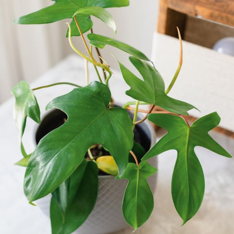 2 Beauty Philodendron Live Plant 5-9" Tall, Rare Tropical Indoor Houseplant Home Garden