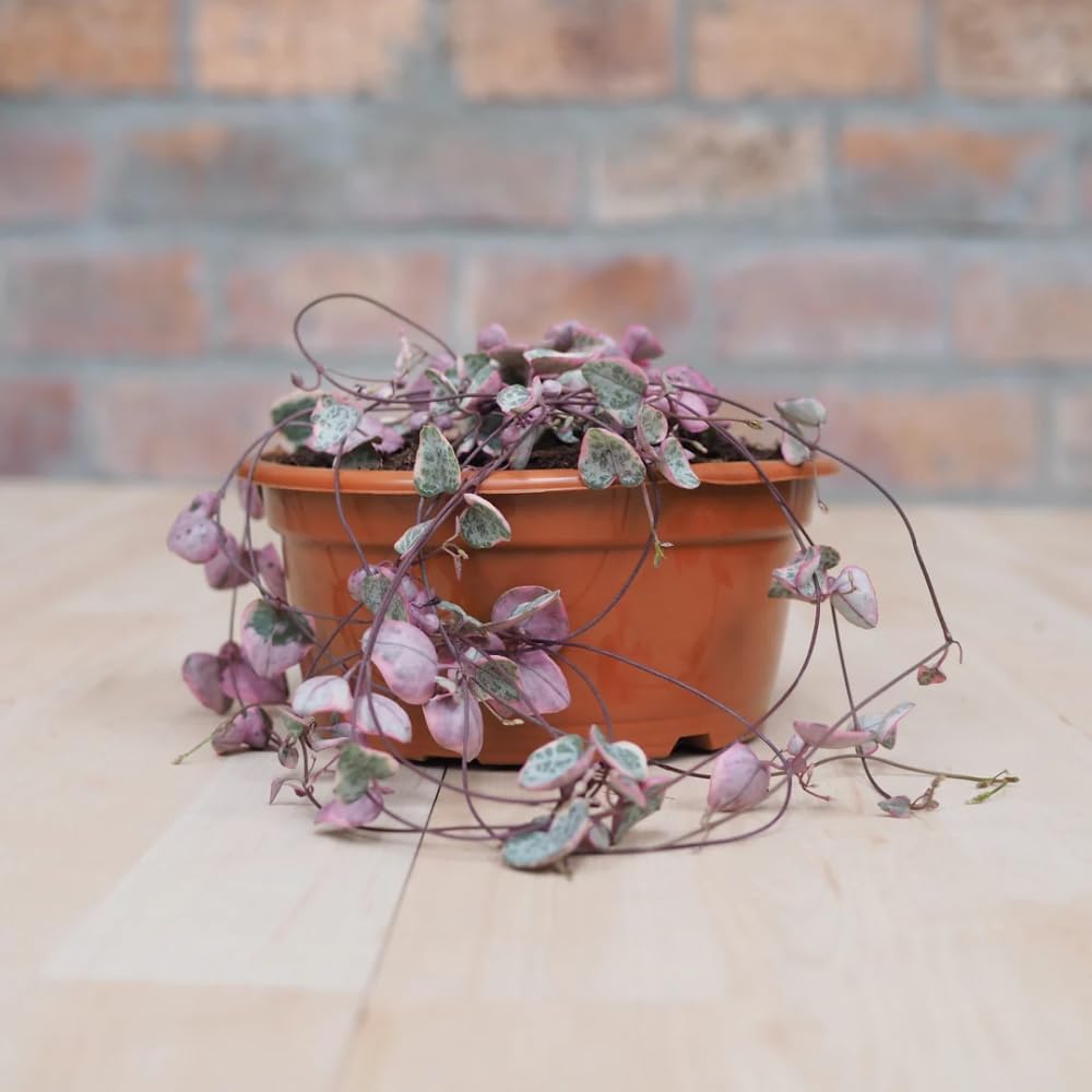 Ceropegia Woodii Variegated String of Hearts Plant Live, Succulent Trailing Vine, Indoor Houseplant Live in Pot