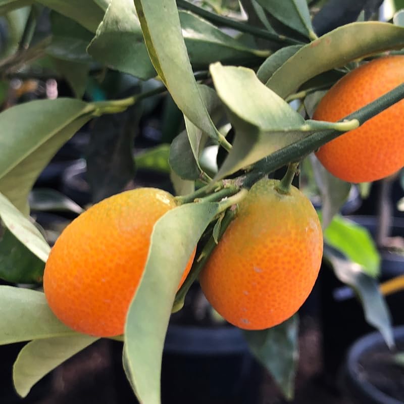 Kumquat Tree, 2 Ft Tall Grafted Kumquat Plant Live in 3 Gallon, Perennial Citrus Fruits Tree Plant for Outdoors, No Ship to CA
