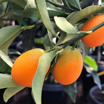 Kumquat Tree, 2 Ft Tall Grafted Kumquat Plant Live in 3 Gallon, Perennial Citrus Fruits Tree Plant for Outdoors, No Ship to CA