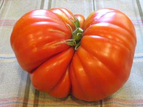 Clovers Garden Beefmaster Tomato Plants – Two (2) Live Plants – Non-GMO - Not Seeds - Each 4" to 8" Tall – in 4" Inch Pots – Indeterminate, Beefsteak