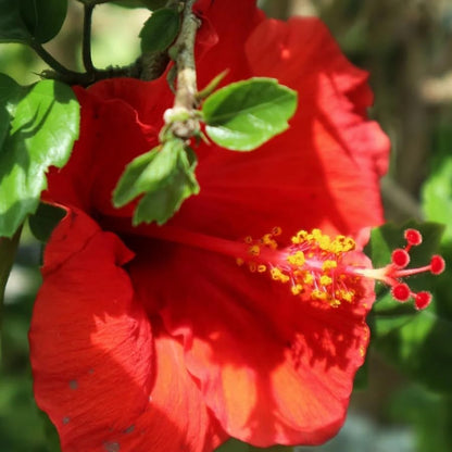 Pink Hibiscus. rosa-sinensis. Live Plant - Tropical Blooming Hibiscus, Pretty Flowers, Used in Tea and Juice (2 Pink Hibiscus sacs)