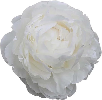 Dr FG Brethour Peony - Double White