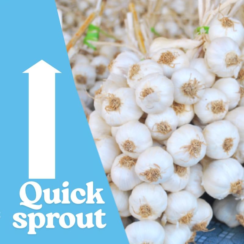 1 Pound Garlic for Planting in Fall Hardneck, 8-10 Red Garlic Bulbs for Planting, Fresh and High Yield Bulb Variety Pack, Hardy and Fast Growing