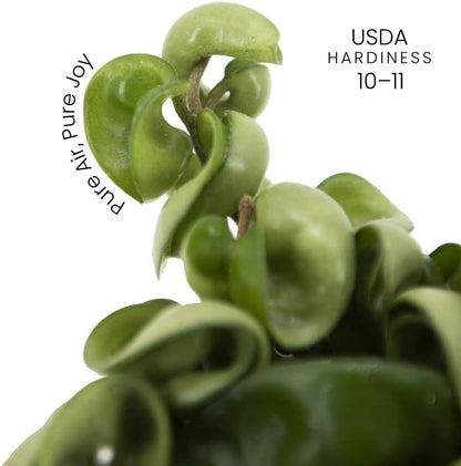 American Plant Exchange Hoya Compacta Hindu Rope, 4-Inch Pot, Live Flowering Wax Plant, Exotic Indoor Houseplant, Air Purifying
