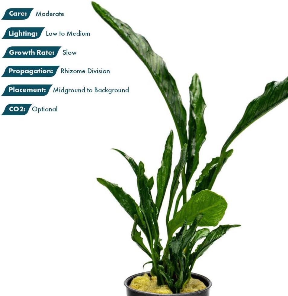 SubstrateSource Live Jungle Plants - Anubias Heterophylla ‘Supernova’ - Large Leaf Rhizome Plant for Midground to Background Freshwater Aquascapes, Low Light Accent - Pot