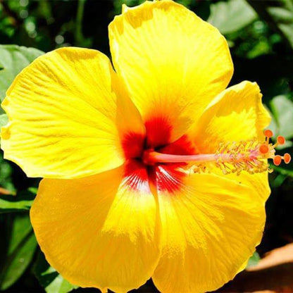 Tropical Yellow Hibiscus Plant Live, Hardy Hibiscus Flowers Colorful Blooms for Outdoor Landscapes, 8-10 Inch Height, Hibiscus Shrubs, No Pot, Well-Rooted