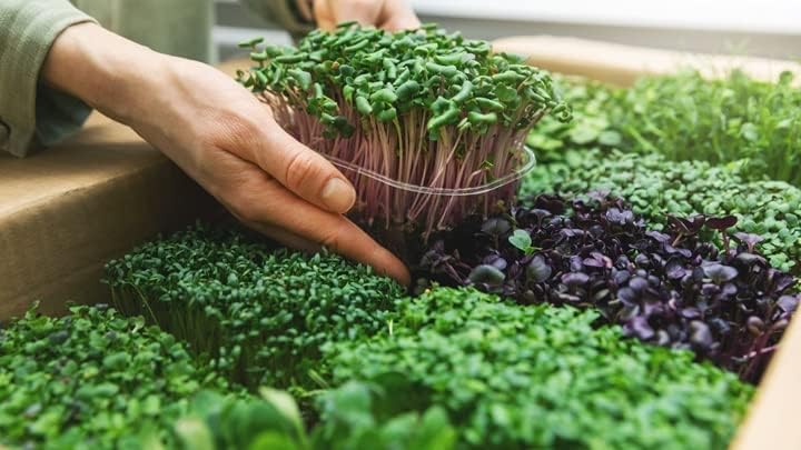 GARDENERA Organic Microgreens Premium Potting Mix - 20 Quart - Crafted with Care for Exceptional Results (4 Bags of 5QT)