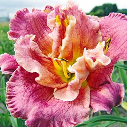 Over The Top Daylily Flower Bulb - Re-Blooming - Naturalizing - Perennializing - Easy to Grow Live Plants - Outdoor Garden