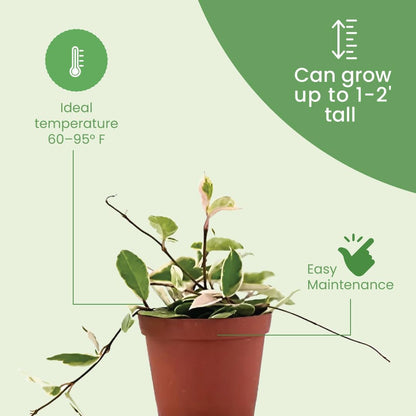 American Plant Exchange Hoya Carnosa 'Krimson Queen' Plant – 6-Inch Pot – Live Tricolor Wax Vine Succulent, Easy Care Houseplant for Home, Office, or Patio Decor