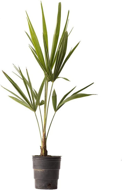 American Plant Exchange Windmill Palm – 4-Inch 3-Pack – Live Easy Care Tropical Outdoor Palm Tree, Cold-Hardy, Container-Friendly Plant for Patios, Landscapes & Garden Decor