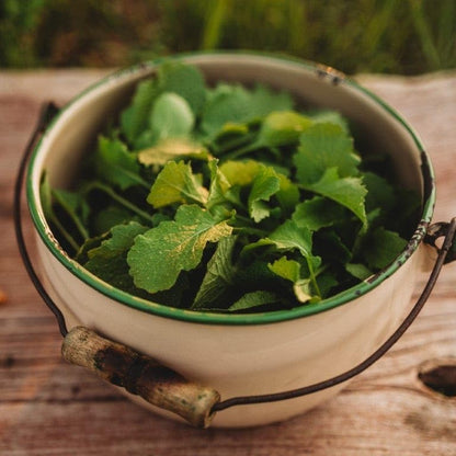 Seven Top Turnip Greens - 250 Seeds - Fast-Growing, Cold Tolerant Green, Great for Braising & Wilting, Non-GMO Heirloom Turnip Seeds for Planting in The Home Garden, Thresh Seed Company