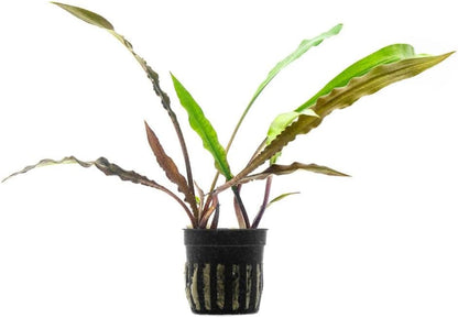 SubstrateSource Live Plants - Crypt Spiralis Tiger (Cryptocoryne spiralis 'Tiger') - Low to Medium Light, Green-Brown Color Aquatic Plant, Background Placement - Rosette Growth - Pot, 1 Pack