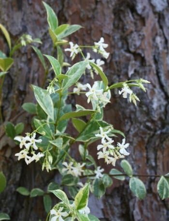 Variegated Asiatic Jasmine | 60 Live Plants | Trachelospermum Asiaticum | Fast Growing Ground Cover, Evergreen Foliage, Low Maintenance Vine, Landscaping Shrub, Drought Tolerant Plant